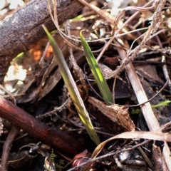 Calochilus platychilus at Cook, ACT - 28 Mar 2023