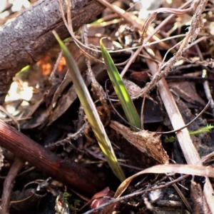 Calochilus platychilus at Cook, ACT - 28 Mar 2023