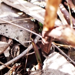 Calochilus platychilus at Cook, ACT - 28 Mar 2023