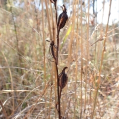 Calochilus platychilus at Cook, ACT - 28 Mar 2023