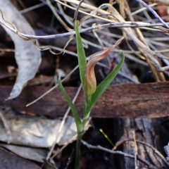 Diplodium truncatum (Little Dumpies, Brittle Greenhood) at Cook, ACT - 28 Mar 2023 by CathB