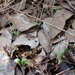 Diplodium truncatum at Cook, ACT - suppressed