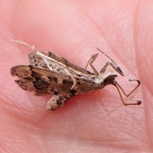 Nacoleia rhoeoalis at Cook, ACT - 28 Mar 2023