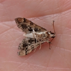 Nacoleia rhoeoalis at Cook, ACT - 28 Mar 2023 12:21 PM