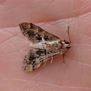 Nacoleia rhoeoalis at Cook, ACT - 28 Mar 2023