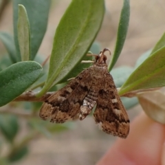 Nacoleia rhoeoalis at Cook, ACT - 28 Mar 2023