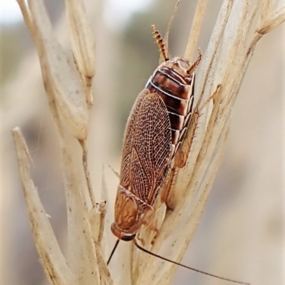 Balta spuria (A Balta Cockroach) at Mount Painter - 28 Mar 2023 by CathB