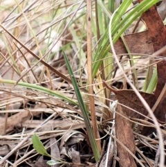 Thelymitra brevifolia (Short-leaf Sun Orchid) at Cook, ACT - 28 Mar 2023 by CathB