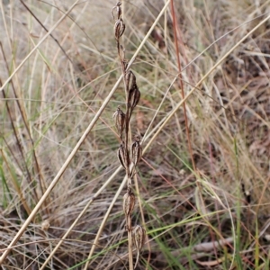 Thelymitra brevifolia at Cook, ACT - 28 Mar 2023