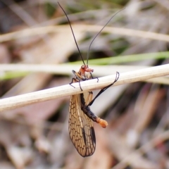 Chorista australis (Autumn scorpion fly) at Cook, ACT - 28 Mar 2023 by CathB