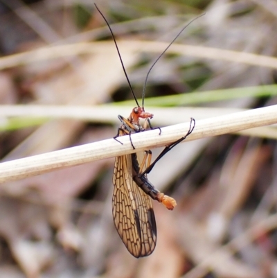 Chorista australis (Autumn scorpion fly) at Cook, ACT - 28 Mar 2023 by CathB