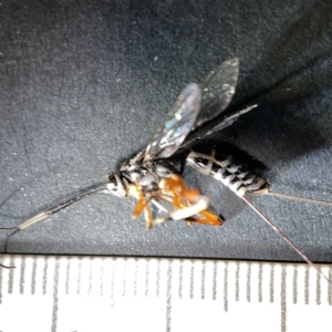 Ichneumonidae (family) at Watson, ACT - 24 Mar 2023 02:49 PM