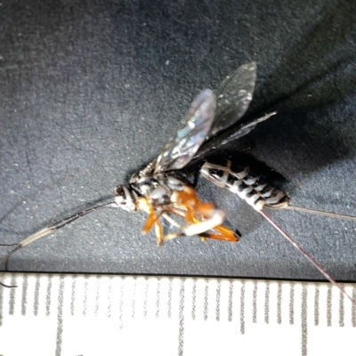 Ichneumonidae (family) (Unidentified ichneumon wasp) at Watson, ACT - 24 Mar 2023 by Hejor1