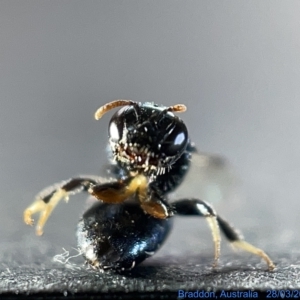 Pachyprosopis (Pachyprosopis) haematostoma at Watson, ACT - 24 Mar 2023