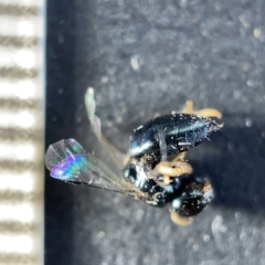 Pachyprosopis (Pachyprosopis) haematostoma at Watson, ACT - 24 Mar 2023