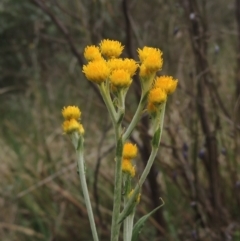 Chrysocephalum apiculatum (Common Everlasting) at Bruce, ACT - 30 Oct 2022 by michaelb