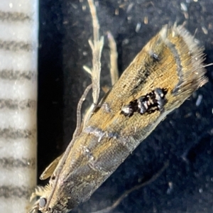 Glyphipterix iometalla at Watson, ACT - 24 Mar 2023