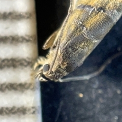 Glyphipterix iometalla at Watson, ACT - 24 Mar 2023