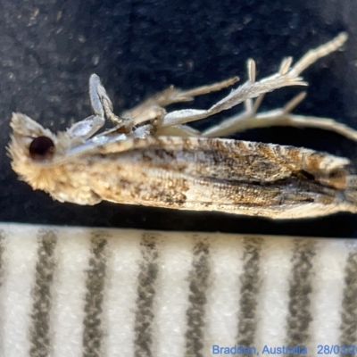 Crocidosema plebejana (Cotton Tipworm Moth) at Watson, ACT - 24 Mar 2023 by Hejor1