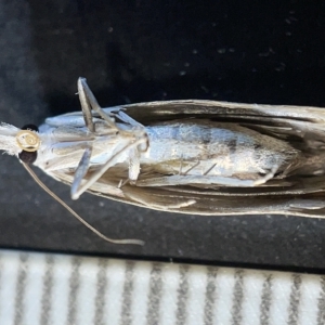 Culladia cuneiferellus at Watson, ACT - 24 Mar 2023