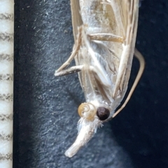 Culladia cuneiferellus at Watson, ACT - 24 Mar 2023