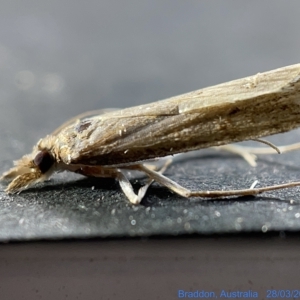 Culladia cuneiferellus at Watson, ACT - 24 Mar 2023