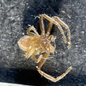 Thomisidae (family) at Watson, ACT - 24 Mar 2023