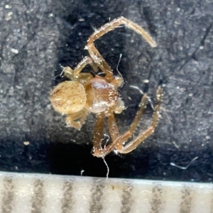 Thomisidae (family) at Watson, ACT - 24 Mar 2023