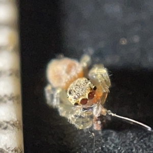 Opisthoncus sp. (genus) at Watson, ACT - 29 Mar 2023