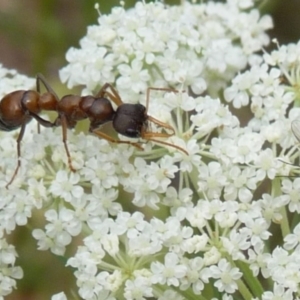 Myrmecia sp., pilosula-group at Charleys Forest, NSW - suppressed