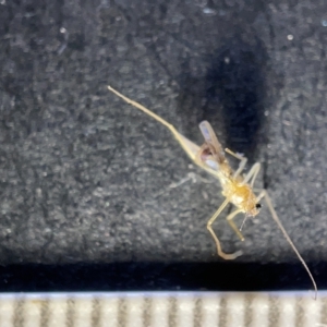 Nematocera sp. (suborder) at Watson, ACT - 24 Mar 2023