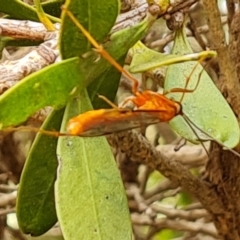 Ichneumonidae (family) (Unidentified ichneumon wasp) at Isaacs, ACT - 27 Mar 2023 by Mike