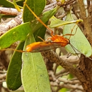 Ichneumonidae (family) at Isaacs, ACT - 27 Mar 2023