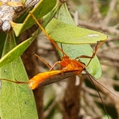 Ichneumonidae (family) at Isaacs, ACT - 27 Mar 2023