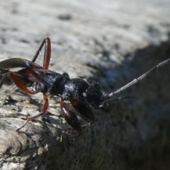 Daerlac cephalotes (Ant Mimicking Seedbug) at Mongarlowe River - 18 Mar 2023 by arjay
