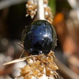 Paropsisterna morio at Tinderry, NSW - 15 Mar 2023