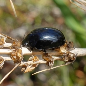 Paropsisterna morio at Tinderry, NSW - 15 Mar 2023