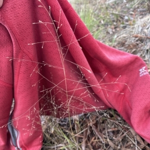 Panicum effusum at Aranda, ACT - 29 Mar 2023