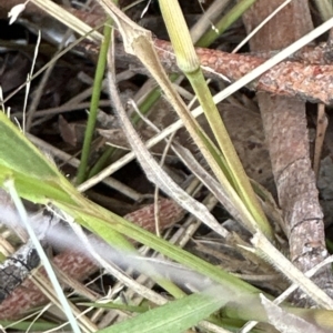 Panicum effusum at Aranda, ACT - 29 Mar 2023