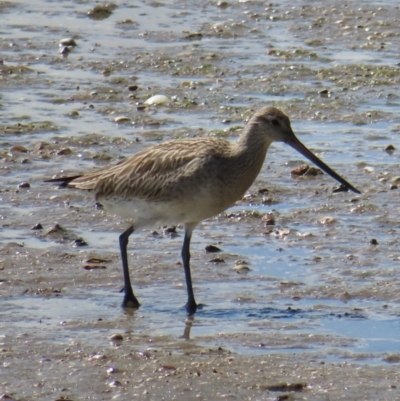 Limosa lapponica (Bar-tailed Godwit) at Cairns City, QLD - 28 Mar 2023 by MatthewFrawley