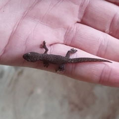 Christinus marmoratus (Southern Marbled Gecko) at Weston, ACT - 29 Mar 2023 by jmcleod