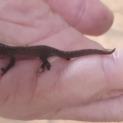 Christinus marmoratus at Weston, ACT - 29 Mar 2023