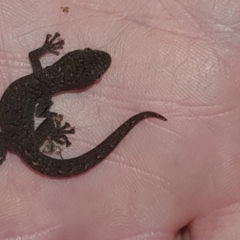 Christinus marmoratus at Weston, ACT - 29 Mar 2023