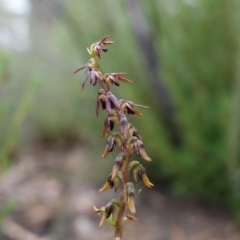 Corunastylis clivicola (Rufous midge orchid) - 1 Jan 1900 by RobG1