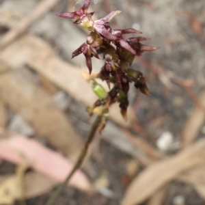 Corunastylis clivicola at Stromlo, ACT - 21 Mar 2023