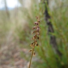 Corunastylis clivicola at Stromlo, ACT - 21 Mar 2023