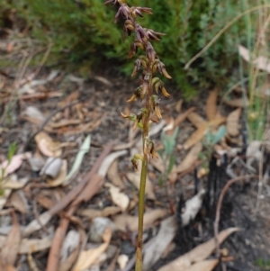 Corunastylis clivicola at Stromlo, ACT - 21 Mar 2023