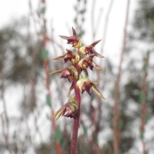 Corunastylis clivicola at Stromlo, ACT - suppressed