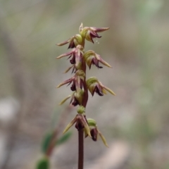 Corunastylis clivicola at Stromlo, ACT - suppressed