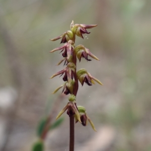 Corunastylis clivicola at Stromlo, ACT - suppressed